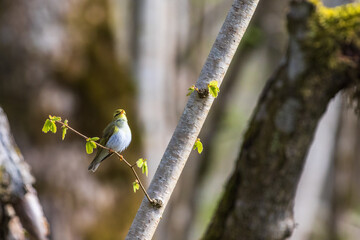 Singing Willow warbler on a budding tree in a forest