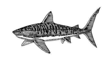 Swimming tiger shark, dangerous marine predator, fish. Vector illustration with lines in black ink isolated on a white background in a hand drawn style.