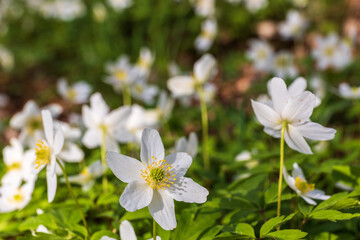 Wood anemones flowering in a sunny spring meadow