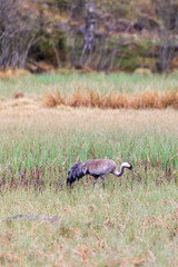 Eurasian crane in a wet bog
