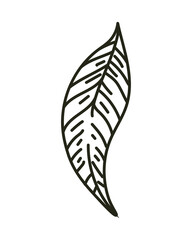 sketching leaf nature