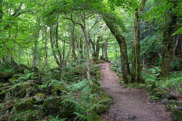 a refreshing spring forest with mossy trees and path