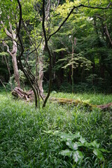 fallen trees in a thick wild forest