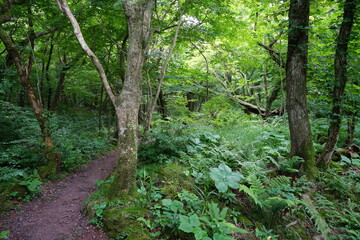 Fototapeta na wymiar fern and old trees in primeval forest