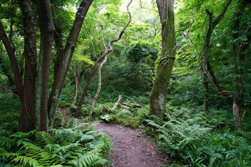 a refreshing spring forest with mossy trees and path