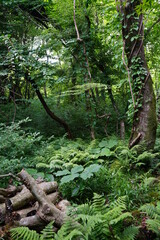 fern and old trees in primeval forest