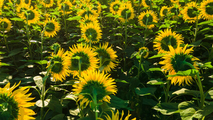 sunflower seed field top view