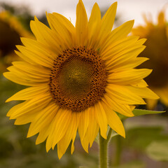 Obraz premium single sunflower in sunshine