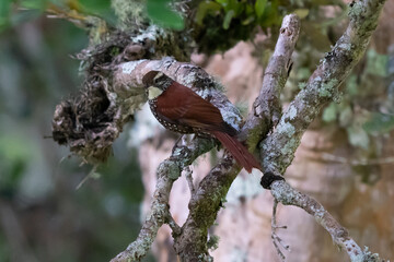 Ruddy Treerunner - Margarornis rubiginosus a passerine forest bird which is endemic to the...