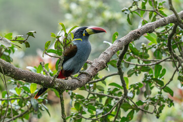 beautiful colored plate-billed mountain toucan (Andigena laminirostris) sitting n the branch very near in the cloud forest