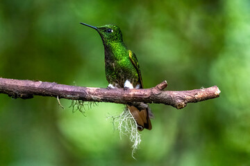 Green and blue hummingbird Sparkling Violetear flying next to beautiful yelow flower. Bird from Ecuador, tropical mountain forest. Wildlife scene from nature. Birdwatching in South America