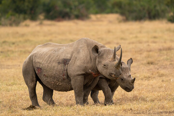 White Rhinoceros Ceratotherium simum Square-lipped Rhinoceros at Khama Rhino Sanctuary Kenya Africa.