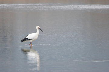 Fototapeta na wymiar White stork on pond of Wakayama Prefecture