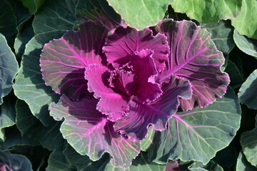 晴れた日に栽培されている観葉植物