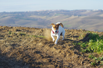 A Jack Russell Terrier dog lifts the ground with its hind legs to mark territory