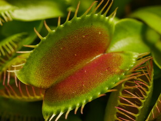 looking into mouth of  Venus fly trap close up macro &szlig; large DOF