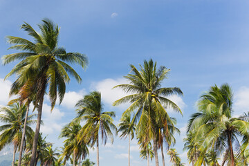 Fototapeta na wymiar Tropical landscape coconut palm tree with sky and white cloud background.