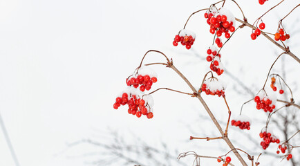 viburnum berries in winter,winter harvest on a tree with a copy of the space