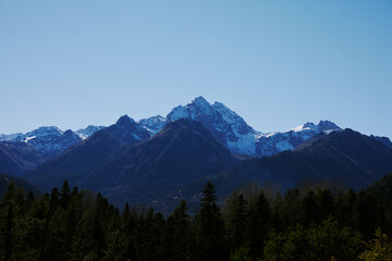 forest blue sky sunny day nature landscape ecology