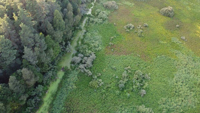 Aerial View Of Forest Edge And Grass Field Border During A Summer Day. Green Trees And Glade Clearing Top View. Stock Photo From Above