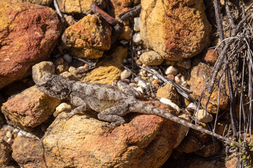 Lizard (probably Agama atra) seen in Kogelberg Nature Reserve in the Western Cape of South Africa