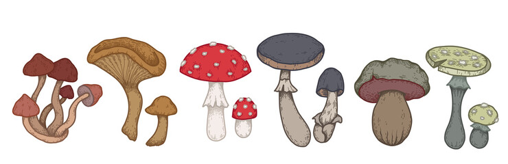 Vector set of colorful sketches of various poisonous mushrooms with hatching. Amanita and false mushrooms. Natural clipart for logos and labels. Contour drawing of dangerous fungus.
