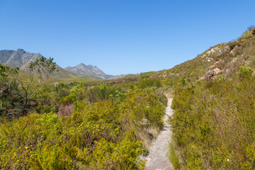 Fynbos landscape in the Kogelberg Nature Reserve in the Western Cape of South Africa
