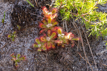 Small group of Drosera esterhuyseniae in natural habitat in the Kogelberg, Western Cape, South Africa