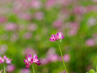 Fototapeta premium pink flowers