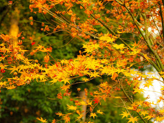 autumn leaves background