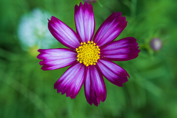 Soft focus cosmos flowers in the garden.Field of blooming colorful flowers on a outdoor park.Selective focus.