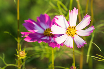 Fototapeta premium Soft focus cosmos flowers in the garden.Field of blooming colorful flowers on a outdoor park.Selective focus.