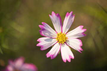 Obraz premium Soft focus cosmos flowers in the garden.Field of blooming colorful flowers on a outdoor park.Selective focus.