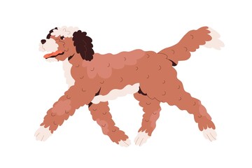 Labradoodle dog walking. Happy cute goldendoodle doggy with curly wavy hair. Fluffy canine animal of doodle breed. Friendly cheerful puppy. Flat vector illustration isolated on white background