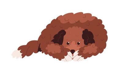 Labradoodle dog lying. Cute goldendoodle doggy covering muzzle with paws. Sad canine animal of doodle breed. Adorable puppy missing smb. Flat vector illustration isolated on white background