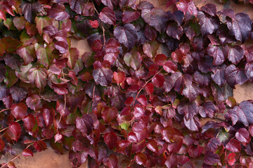 Brick wall covered with red ivy background 