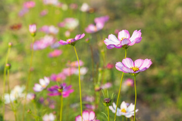 Fototapeta premium Soft focus cosmos flowers in the garden.Field of blooming colorful flowers on a outdoor park.Selective focus.