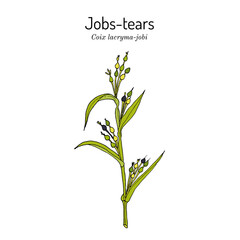 Obraz premium Jobs tears or adlay millet Coix lacryma-jobi , edible and medicinal plant.