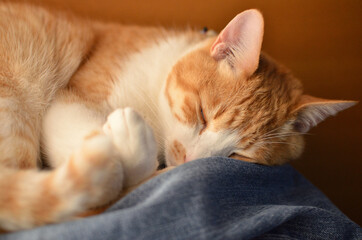 Fototapeta na wymiar デニムの上で寝る猫