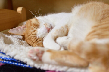 Fototapeta na wymiar 肉球を見せながらベッドで眠る猫