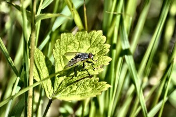 Kleine Fliege