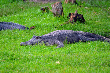 Crocodil in Wiese
