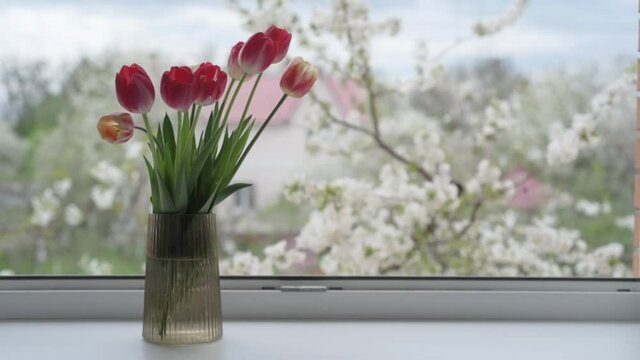 Red tulips in vase on windwosill against blooming cherry tree branches with white flowers