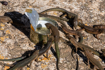 canned eating lizards, Sa Dragonera Natural Park, Mallorca, Balearic Islands, Spain