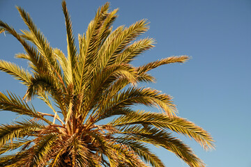 Close-up on green leaves of a date palm and blue sky background. Holiday border frame concept....