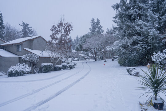 Snow In Bellevue