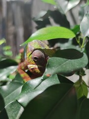 L'occhio del camaleonte