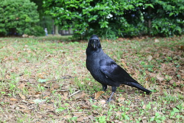 crow on the ground