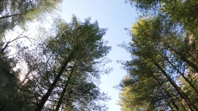 View of the Pine trees at Van Vihar National Park in Manali, Himachal Pradesh, India. Forest background. View of the pine trees from below in front of the blue sky