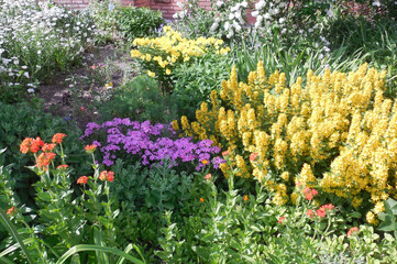 In the flower garden, pink phlox subulam informibus (phlox subulam informibus), yellow Lysimachia punctata and Oenothera, orange Lychnis chalcedonica.